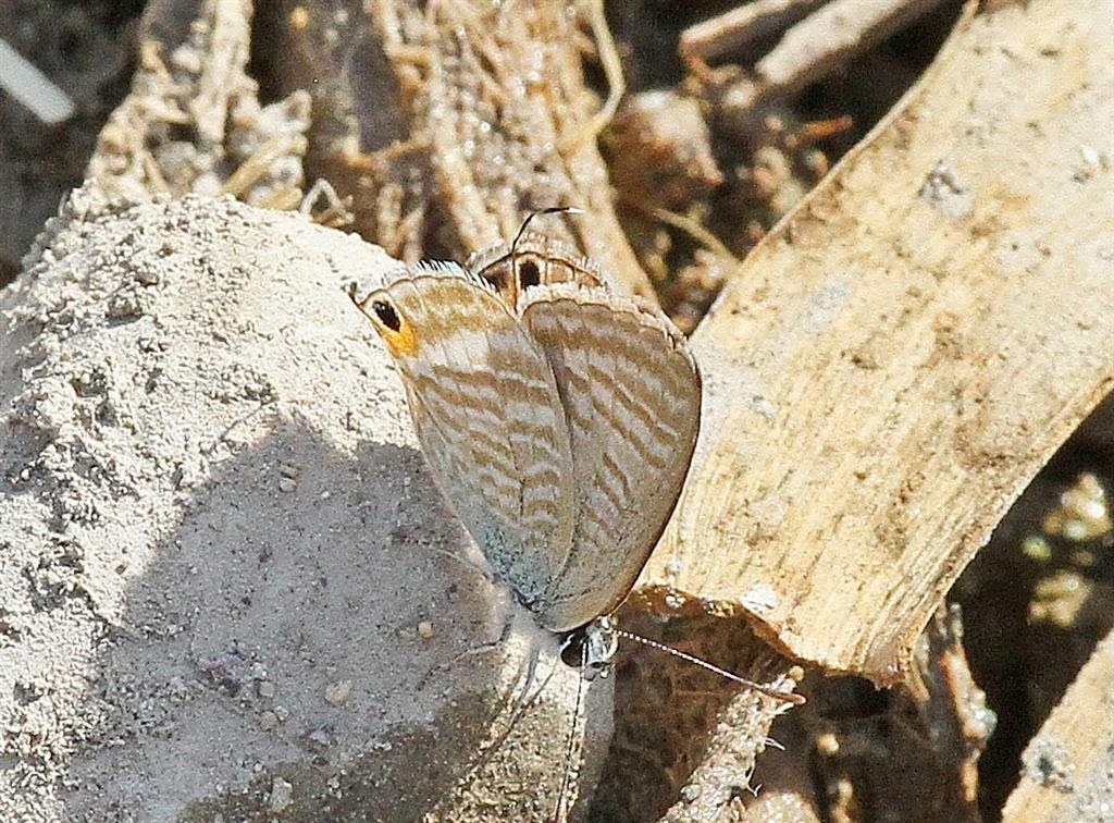 Michael Foley Natural History © Cyprus butterflies Autumn 2013