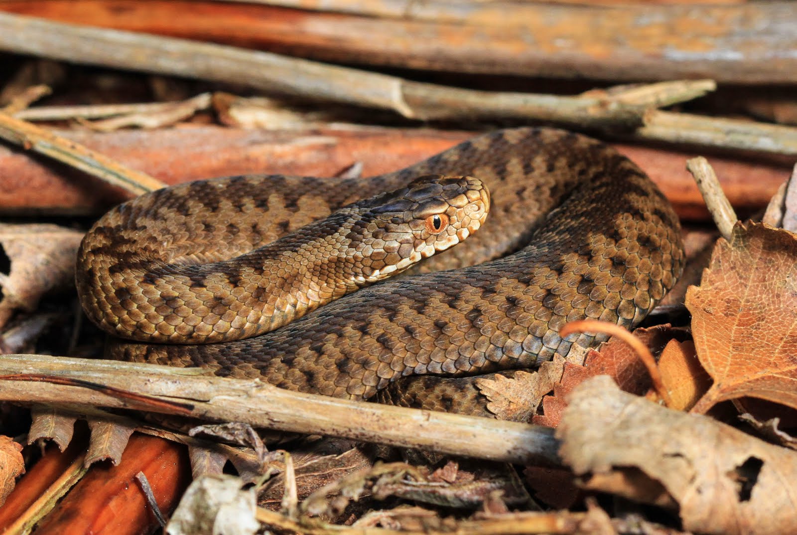 Adder