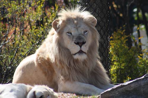 Life Is Better On Vacation Toronto Zoo S White Lion Pride