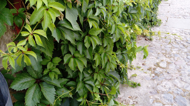 Parra virgen o enredadera de Virginia (Parthenocissus quinquefolia (L.) Planch.).