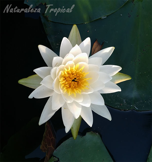  Plantas acuática y su flor característica, género Nymphaea, nenúfar blanco