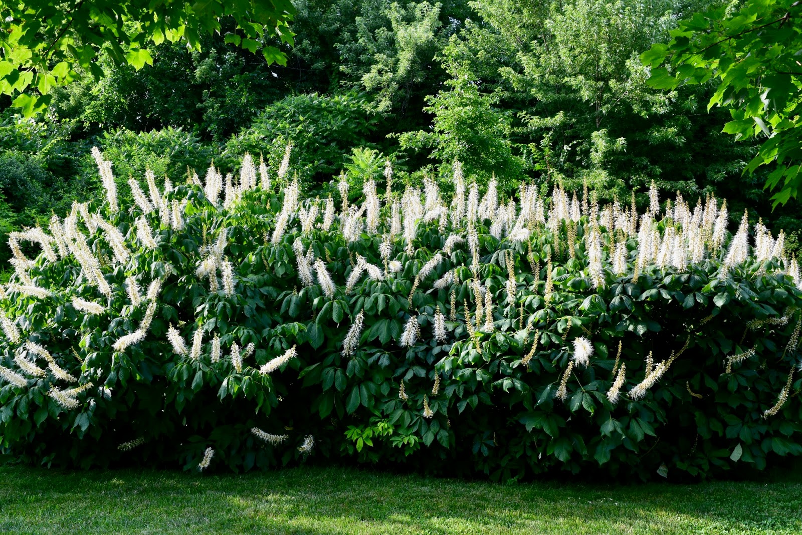 garden diary