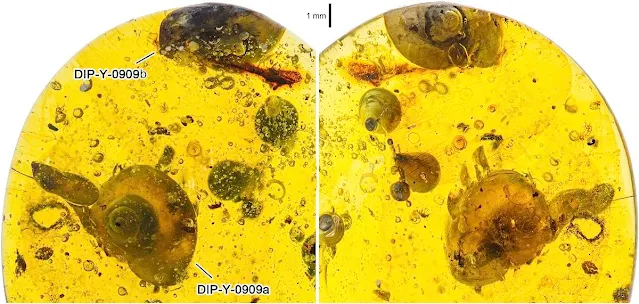 Rare Snail Found in Dinosaur-era Amber