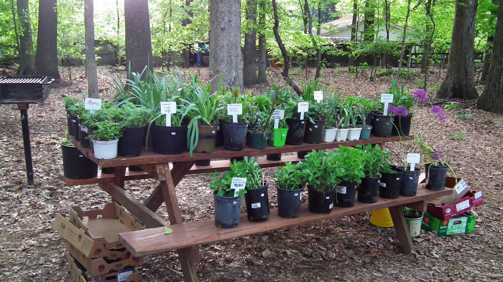 to my Garden PLANT SALE!