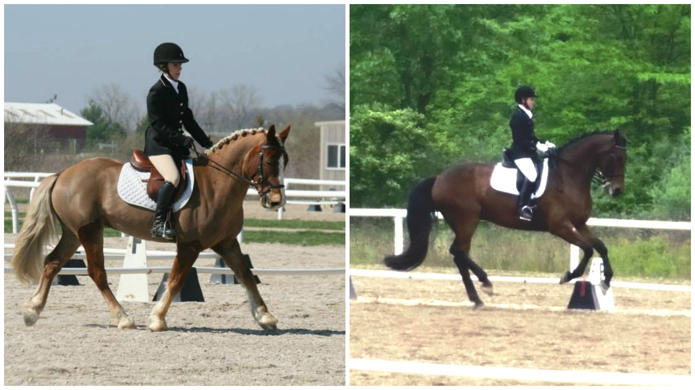 Guinness on Tap Fluffy Dutch Style Dressage Braids The Long Awaited