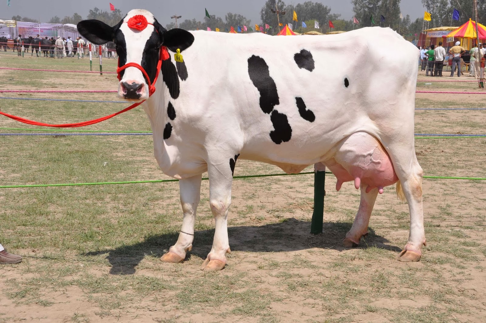 Dairy Farming HolsteinFriesian Cow Pictures