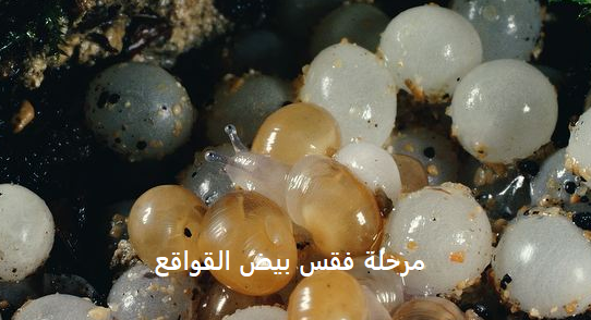 فترات تزاوج حلزون الحدائق Snails Are Mated تربية وتجارة الاستثمار للحلزون