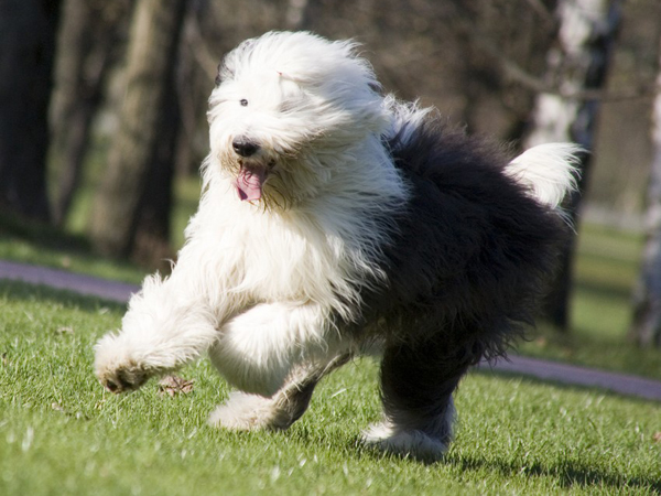 Tu mascota dog