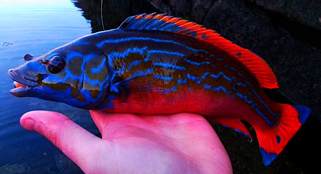 Cuckoo Wrasse Wrasse