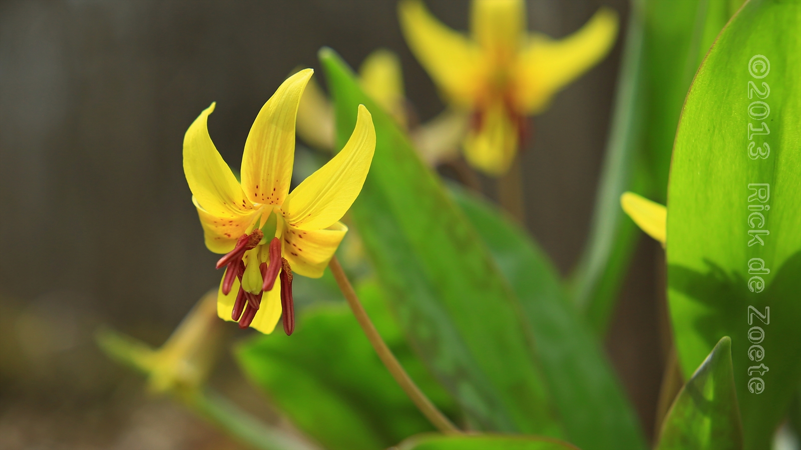 All Nature Sings Consider the lilies of the field