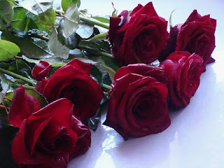 Цветок Александры - бордовая роза