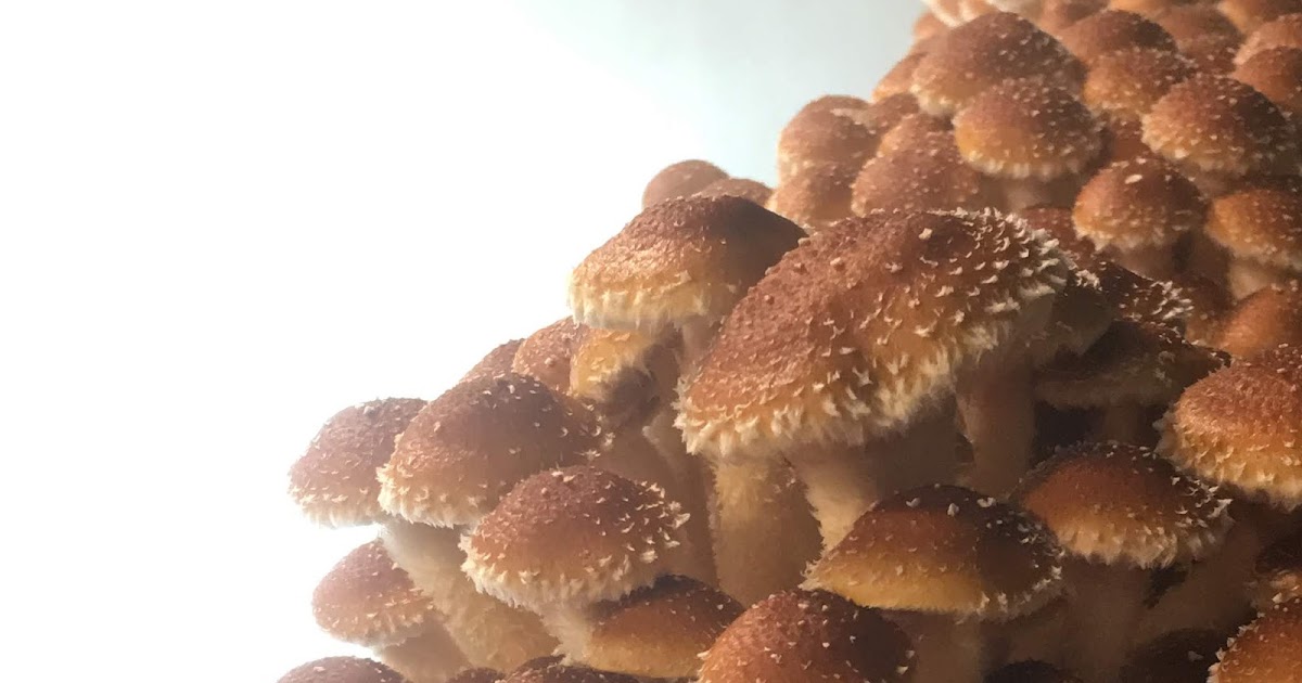 Mushrooming Together Roasting Chestnut Mushrooms Over the Open Fryer