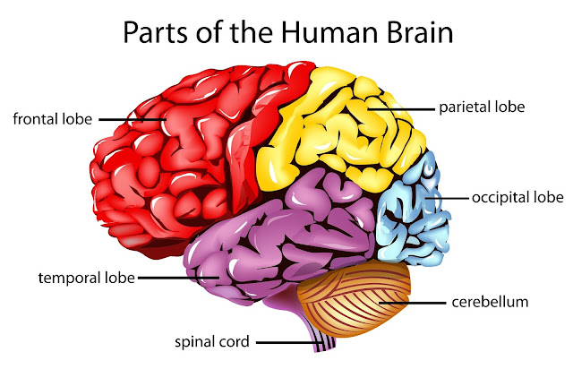 Human Brain System