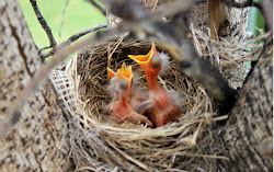 parable beginning living realtime