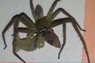 Vidio Laba-laba Memakan Cicak