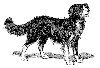 Border Collie dog illustration image dog animal border collie digital clipart artwork image