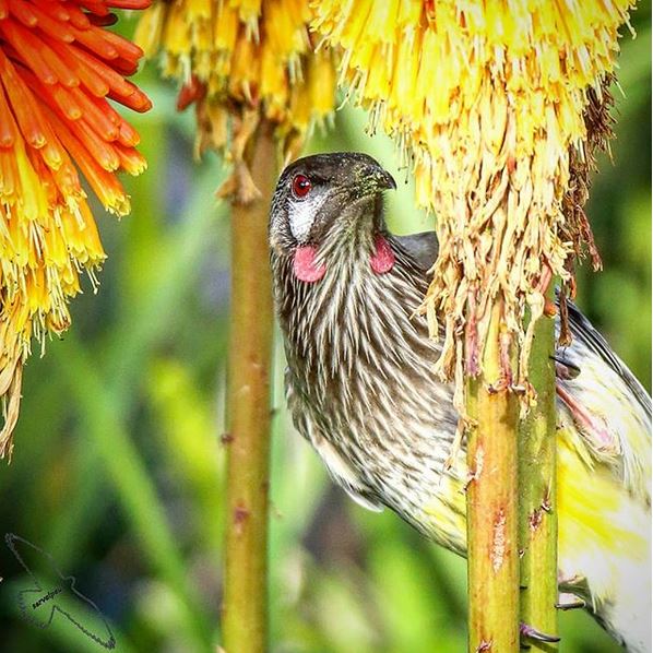 Red Wattle Bird on Red Hot Poker Plant Red Wattle Bird on Red Hot Poker Plant