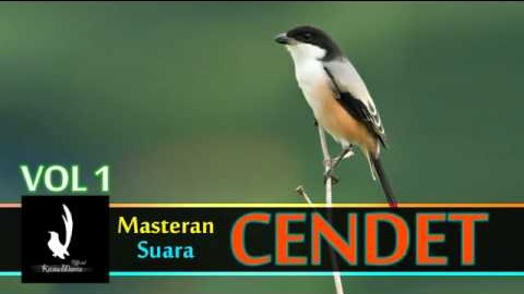 Download Suara Burung Cendet Juara 1