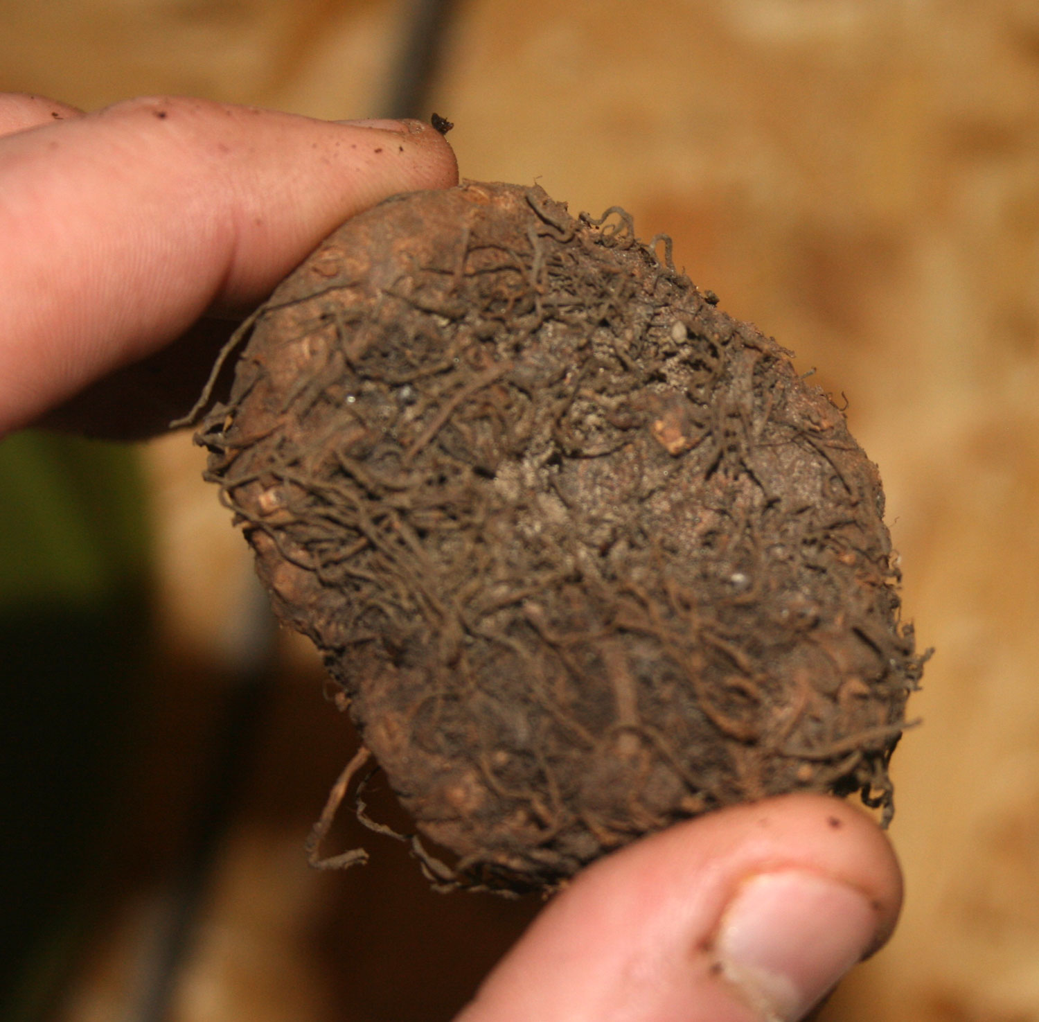 The PartTime Homesteader Planting Begonia tubers