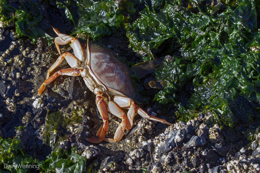 Dungeness Crab Molt