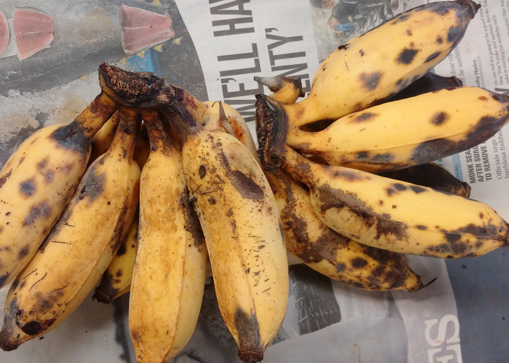 заболевание бананов. больные бананы. заболевание бананов. сигатока бананов. заболевание бананов.