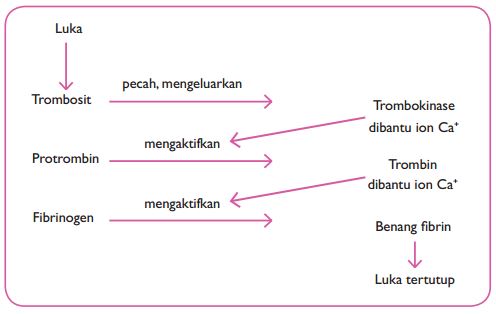 Kunci Jawaban Perhatikan Diagram Proses Pembekuan Darah Di Bawah Ini Rofa Education Centre
