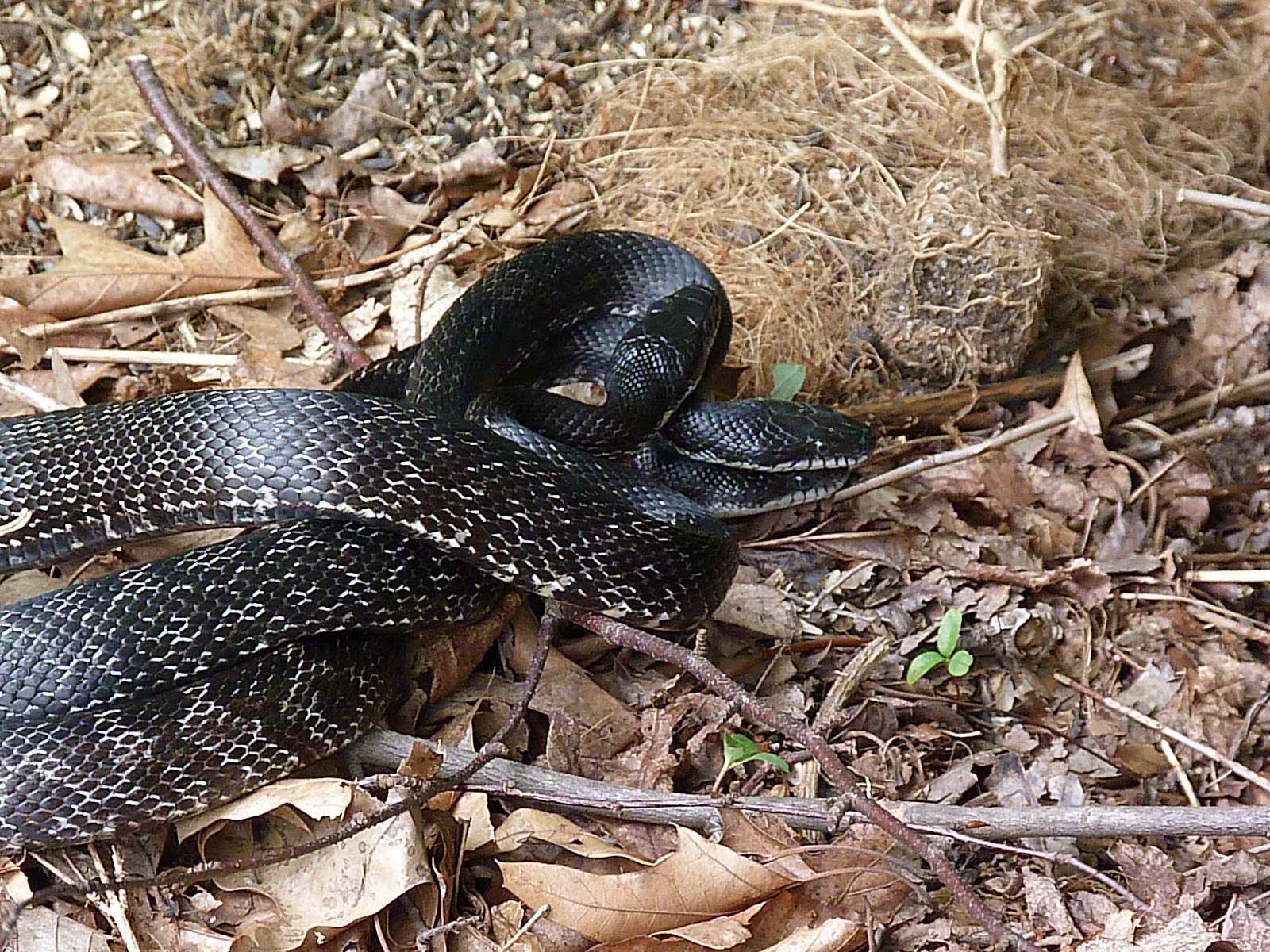 Wildlife Lane Mating Season of the Black Rat Snake