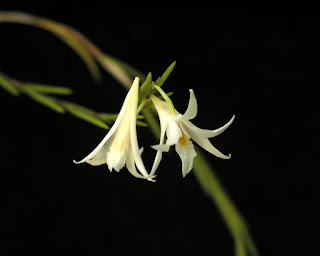 Lan Hoàng Thảo Lá Sợi - Dendrobium Exile Schltr.