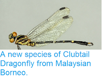 http://sciencythoughts.blogspot.co.uk/2015/03/a-new-species-of-clubtail-dragonfly.html