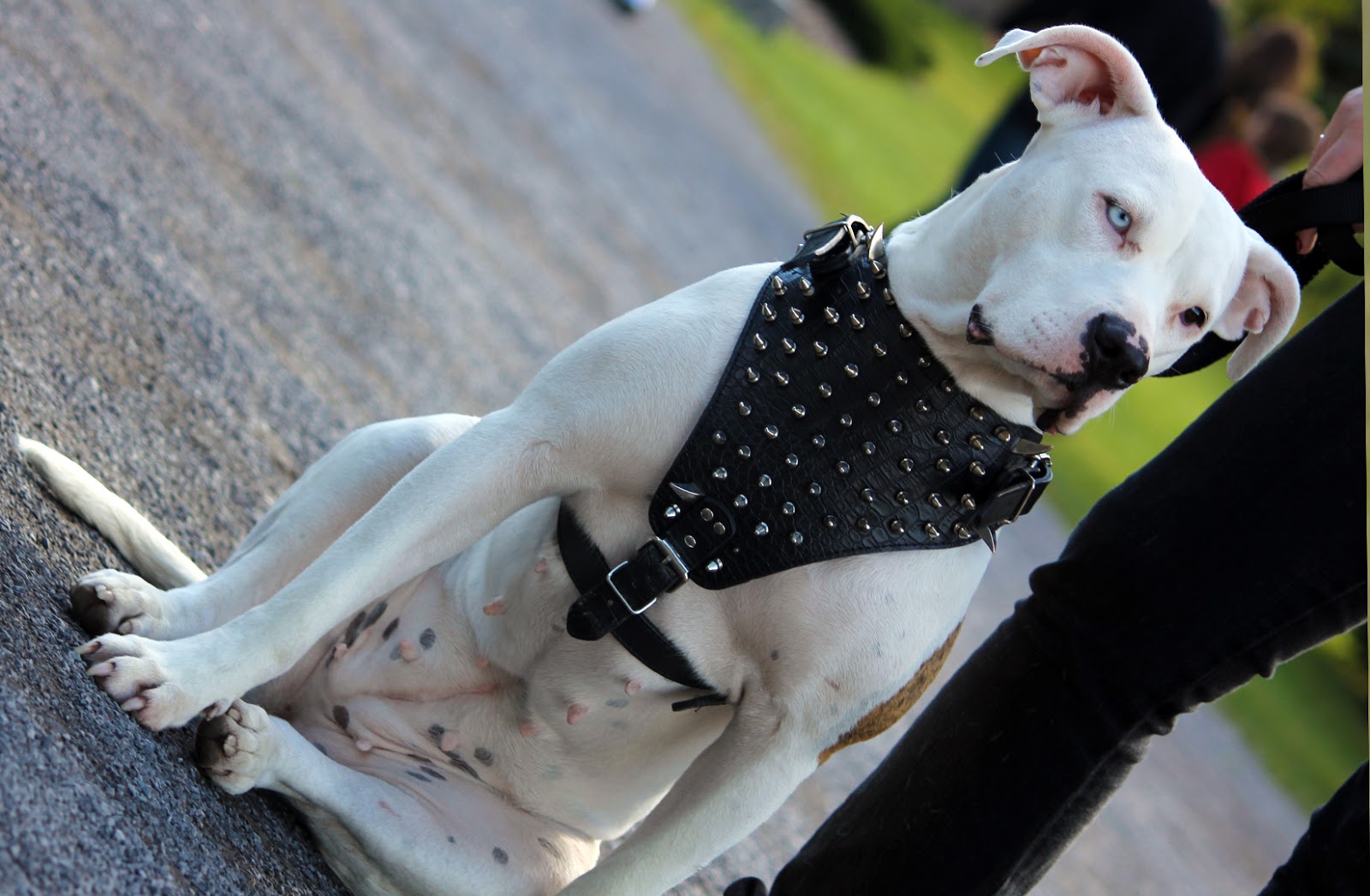 Canine Salmon Poisoning Salmon Poisoning in Dogs