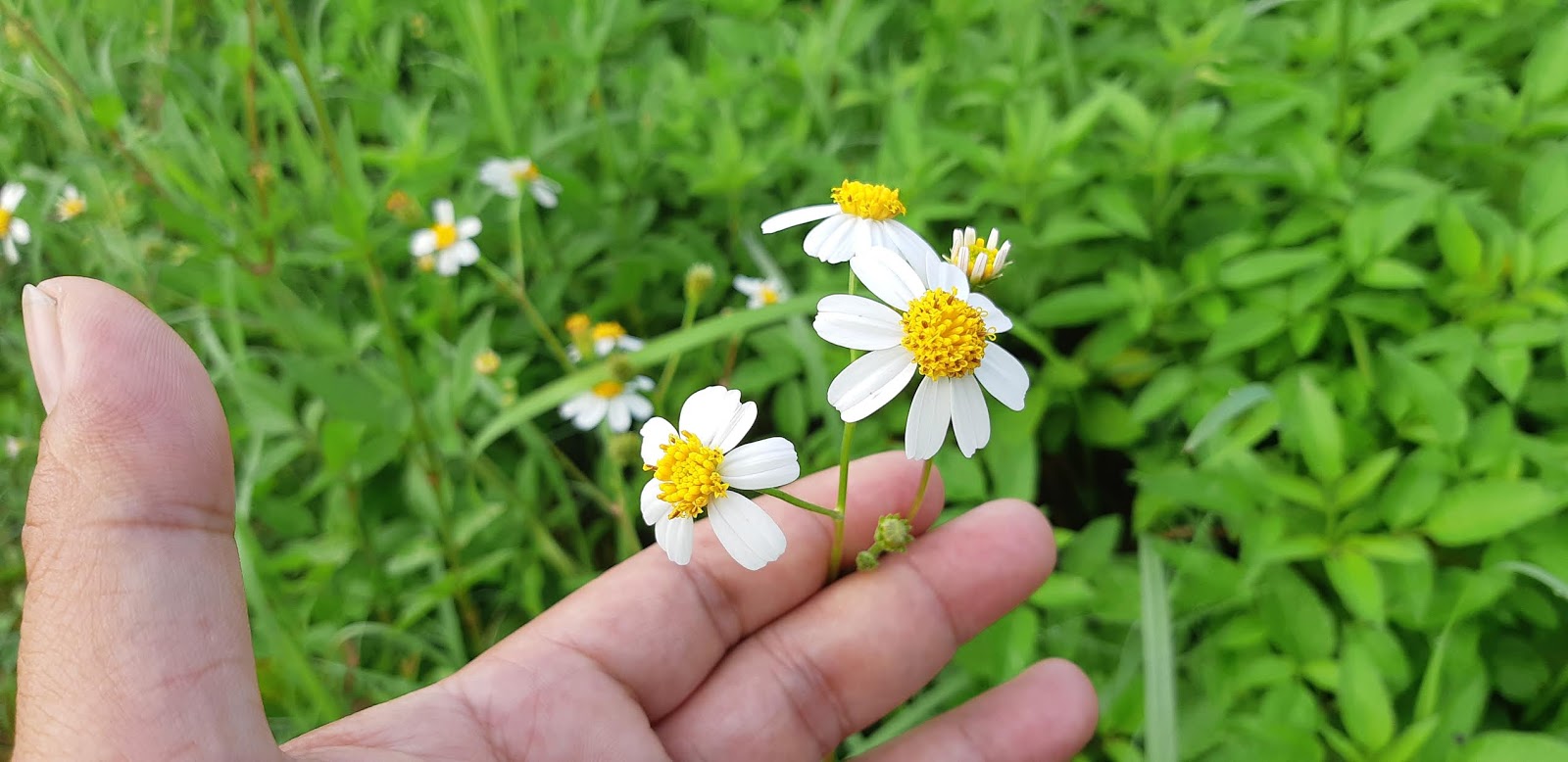 Bidens Pilosa L Var Minor Bi Sherff Planter And Forester
