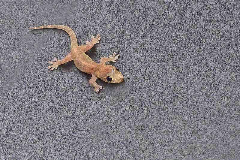Ryukyu Life Okinawa Common House Gecko Images ryukyu-life-okinawa-common-house-gecko-images