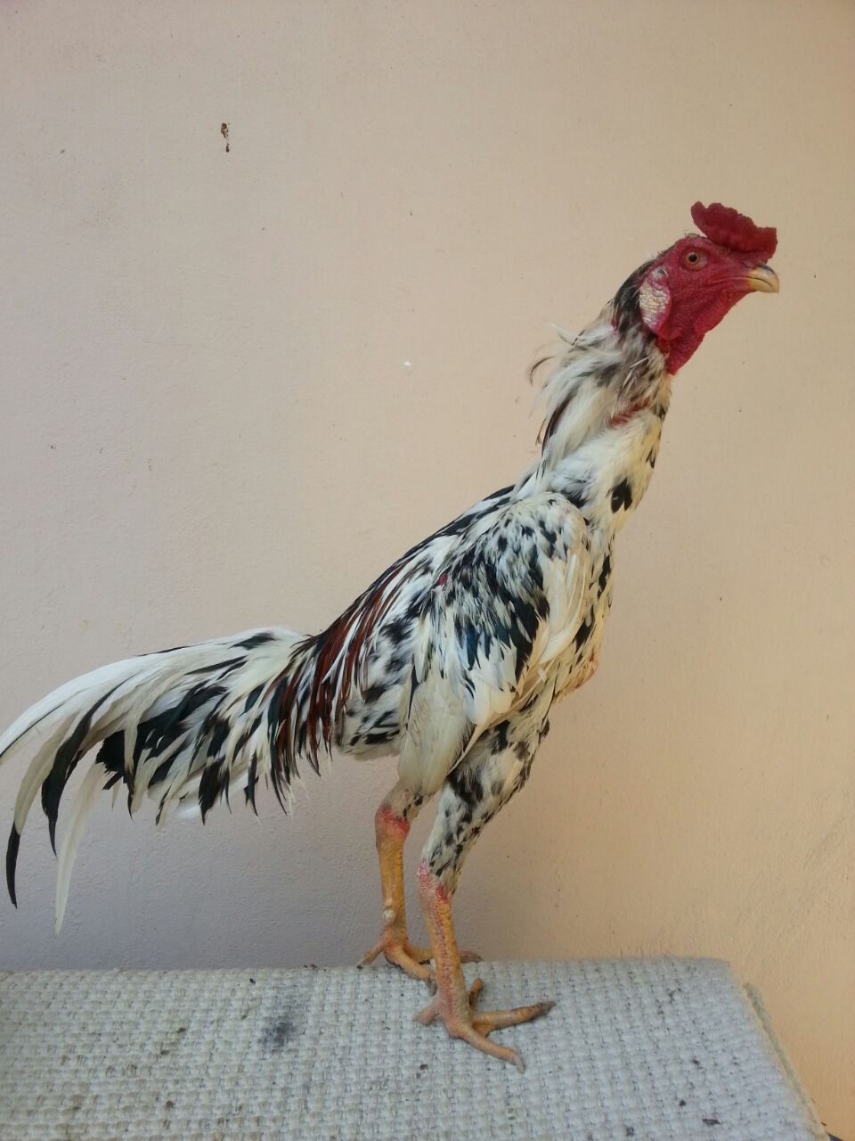 Koleksi Gambar  Kartun  Ayam  Broiler Kumpulan Kartun 