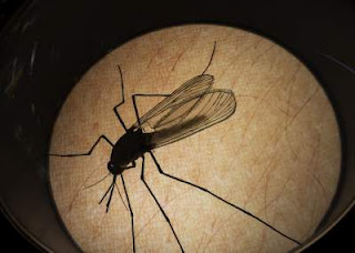 Un caso de malaria en el Hospital Carlos van Buren de Valparaíso fue confirmada por autoridadades de Salud de la región.