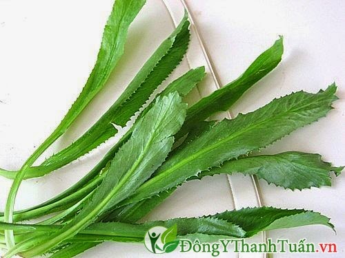 Cách chữa hôi miệng bằng ngò gai