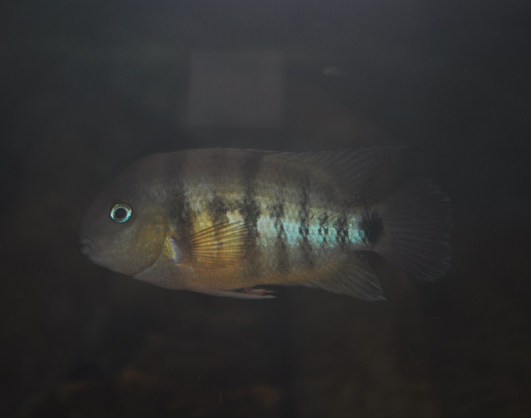 ZOOTOGRAFIANDO (6.100 ANIMALS) CÍCLIDO DE CUTTER / CUTTER´S CICHLID (Cryptoheros cutteri)