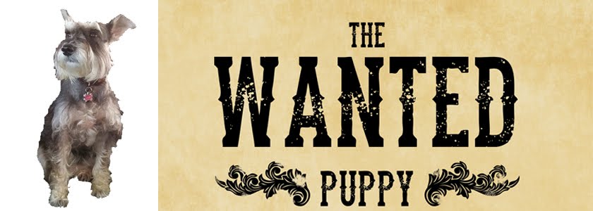 The Wanted Puppy