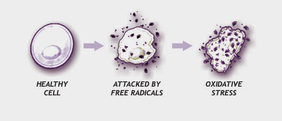 What Is The Body S Natural Antidote To Stress Called What Is The Body S Natural Antidote To Stress Called