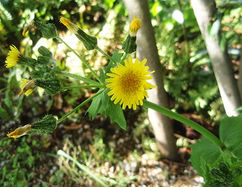 Cerraja (Sonchus oleraceus)