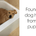 30 Adorable Dog Memes That Will Make Your Day!