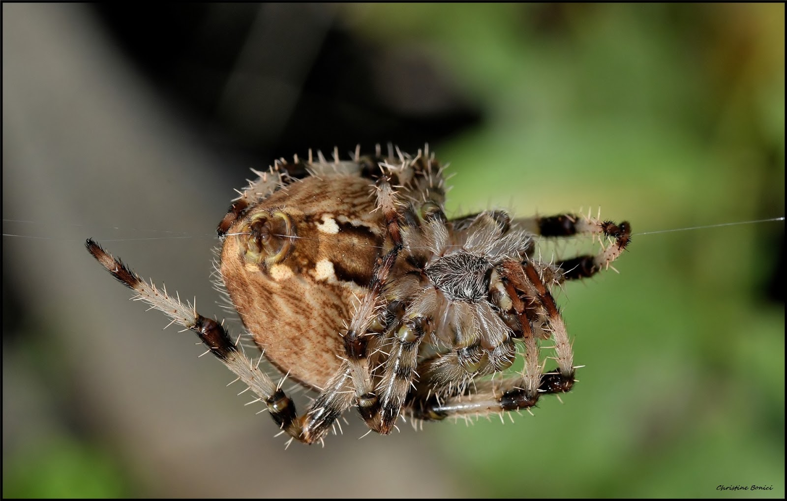 Epeire, fourmis, escargot.................; | Christine Bonici Photographie