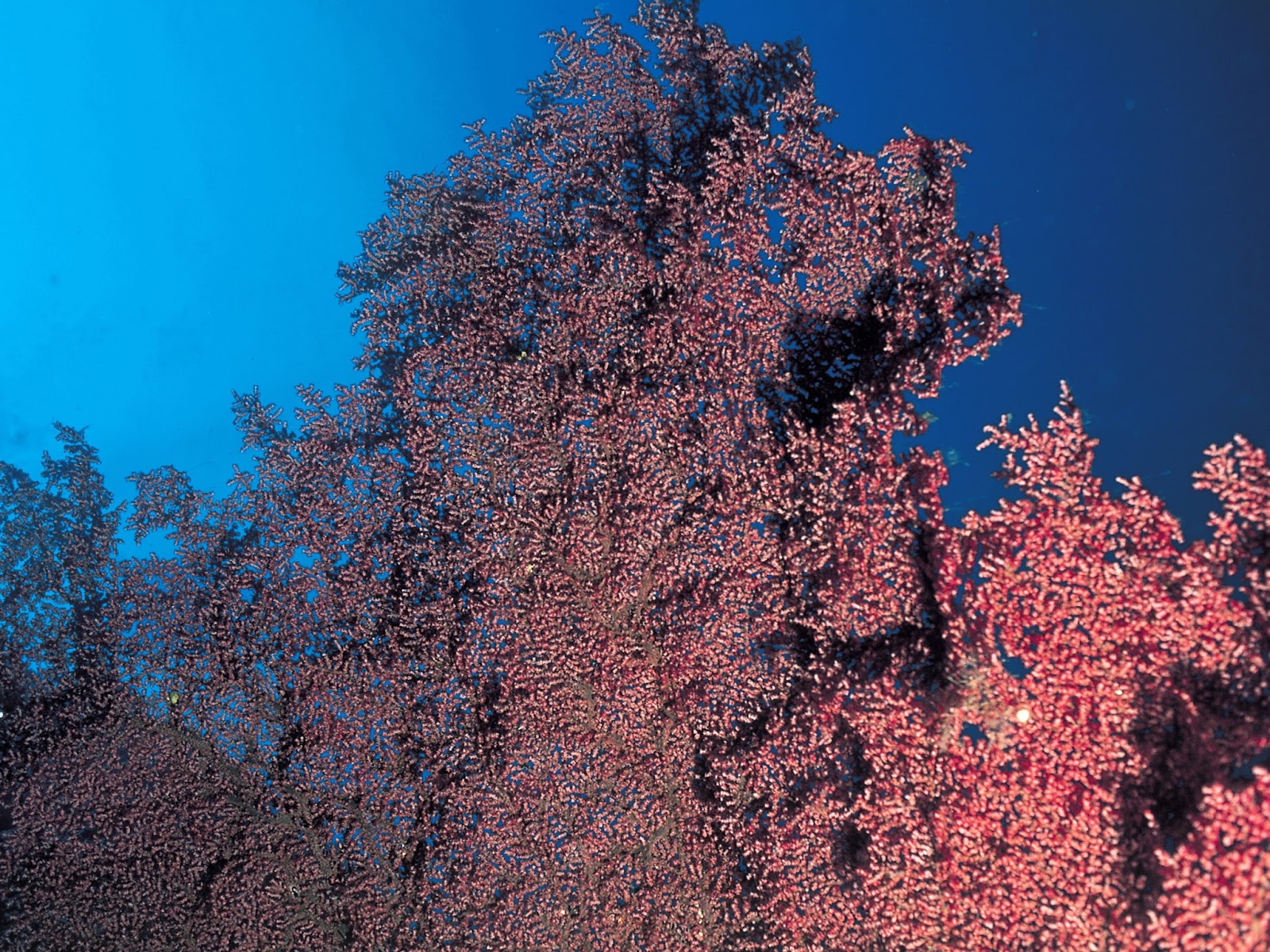 Coral color. Капнелла коралл. Цвета кораллов в природе. Коралловый цвет в природе. Коралловые цветы в природе.