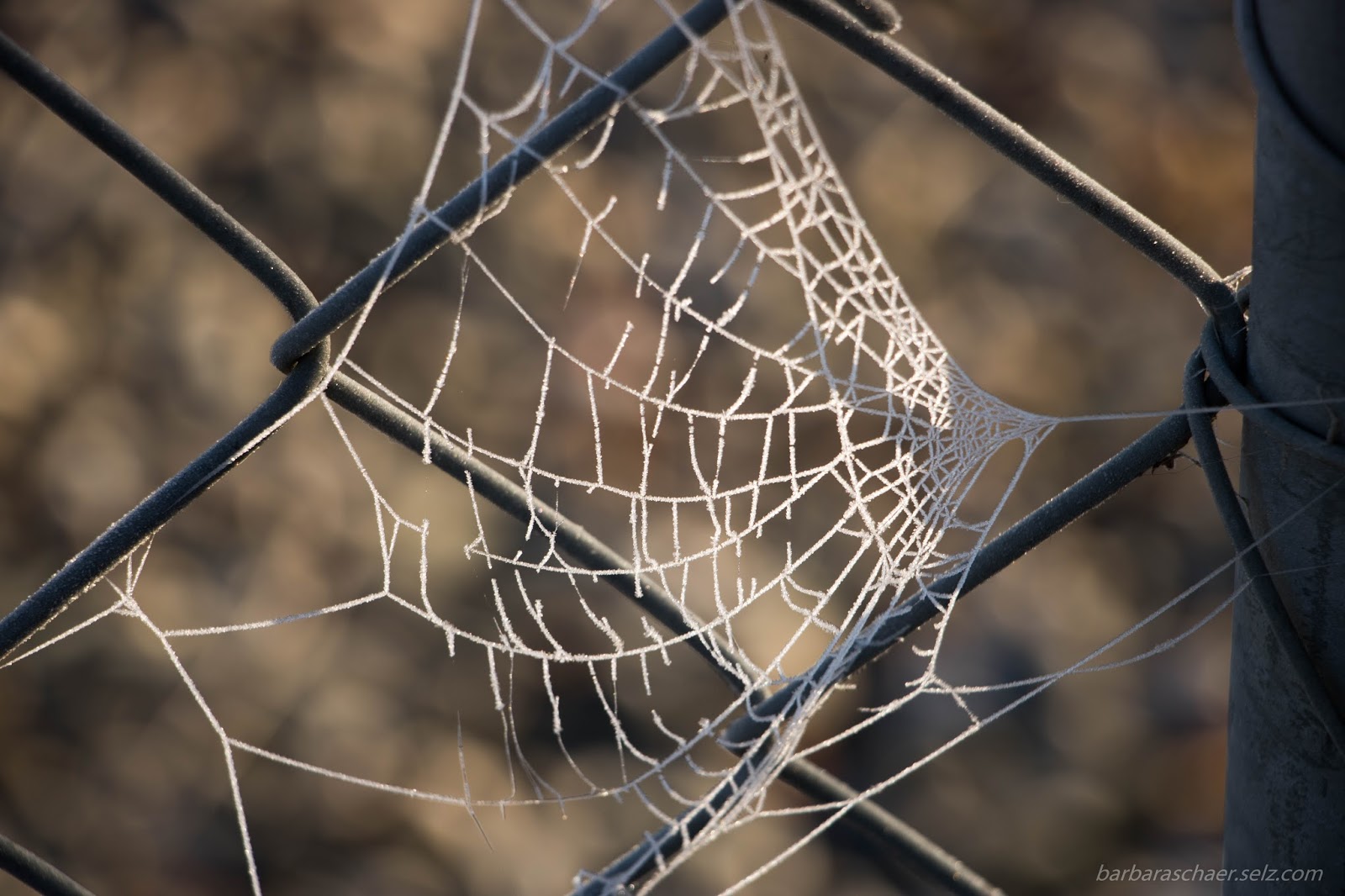 Photography by Barbara Schaer Cobwebs