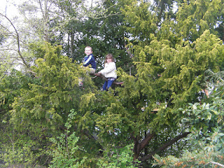 climbing fir tree evergreen in park