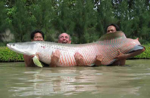 gambar ikan koi super - gambar ikan - gambar ikan koi super