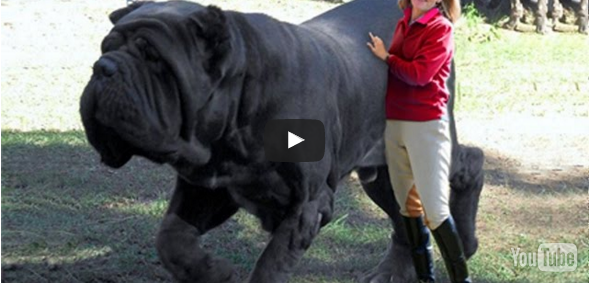 15 BIGGEST Dogs In The World Top Video Daily 15-biggest-dogs-in-the-world-top-video-daily