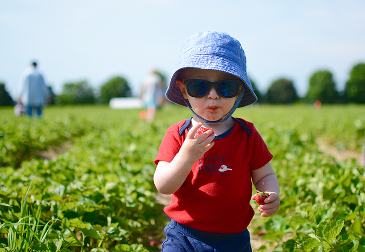 Strawberry picking, 2018 | My Darling Days Strawberry picking, 2018 | My Darling Days