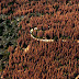 Not Just Bees, Trees Are Dying Off at an Alarming Rate With Little Public Attention
