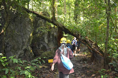 Berjalan menyusuri hutan Berjalan menyusuri hutan Mulu National Park