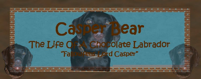 Casper Bear "Life Of A Chocolate Labrador"